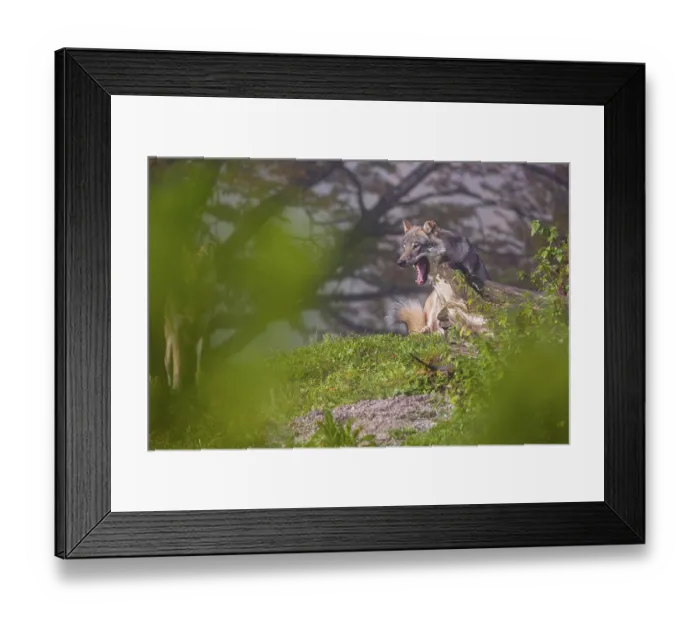 Framed Print : Two Eurasian gray wolves (Canis lupus lupus) stand on a foggy day Framed Print : Two Eurasian gray wolves (Canis lupus lupus) stand on a foggy day