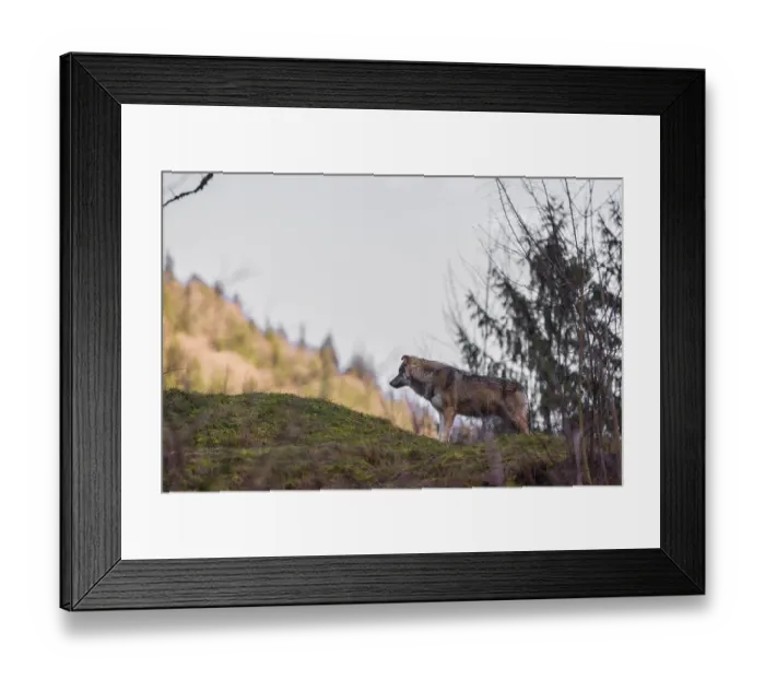 Framed Print : A male gray wolf (Canis lupus lupus) runs across a meadow on top of a hill Framed Print : A male gray wolf (Canis lupus lupus) runs across a meadow on top of a hill