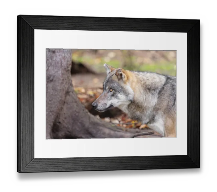 Framed Print : Portrait of a male grey wolf (Canis lupus lupus) Framed Print : Portrait of a male grey wolf (Canis lupus lupus)
