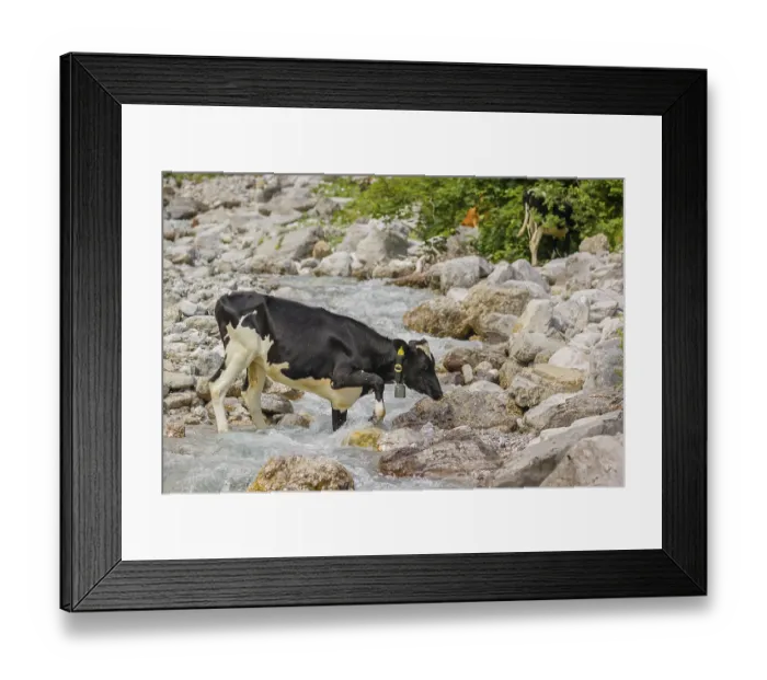 Framed Print : Holstein Friesian cattle crossing a creek on an alpine pasture