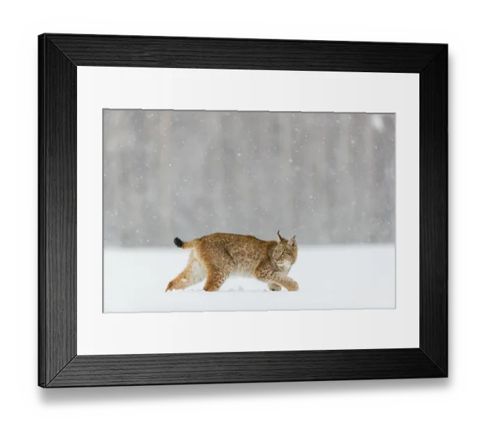 Framed Print : One young male Eurasian lynx, (Lynx lynx)