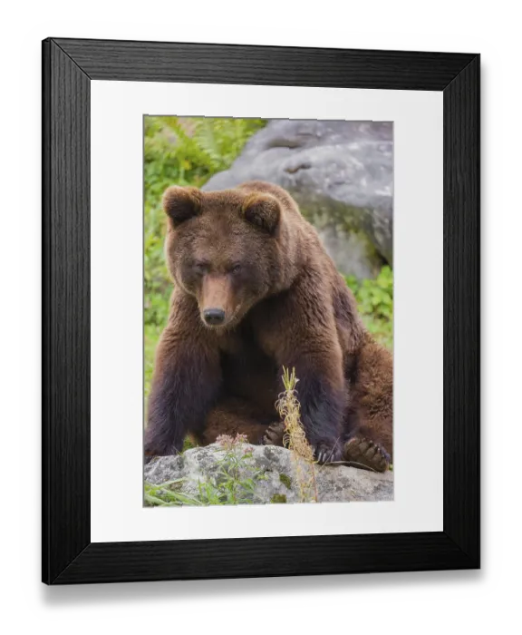 Framed Print : A young male Eurasian brown bear (Ursus arctos arctos) sits on a meadow behind some vegetation