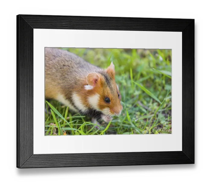 Framed Print : A European hamster (Cricetus cricetus) Framed Print : A European hamster (Cricetus cricetus)