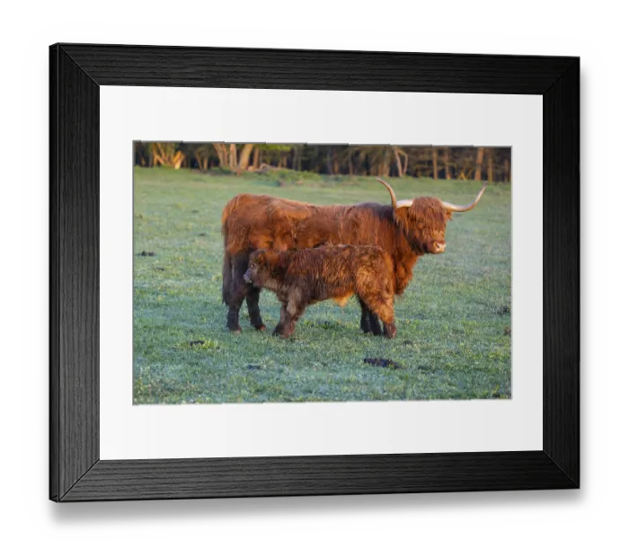 Framed Print : A highland cow (Bos primigenius taurus) suckles her calf