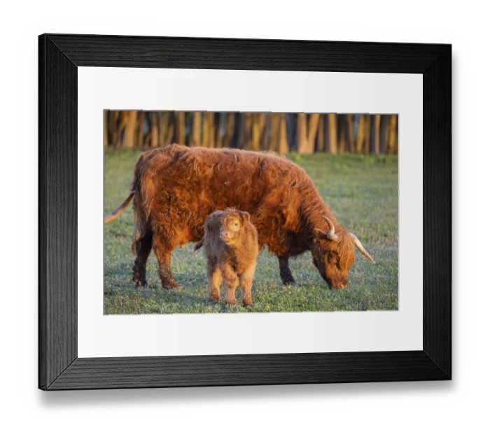 Framed Print : A highland cow (Bos primigenius taurus) suckles her calf Framed Print : A highland cow (Bos primigenius taurus) suckles her calf