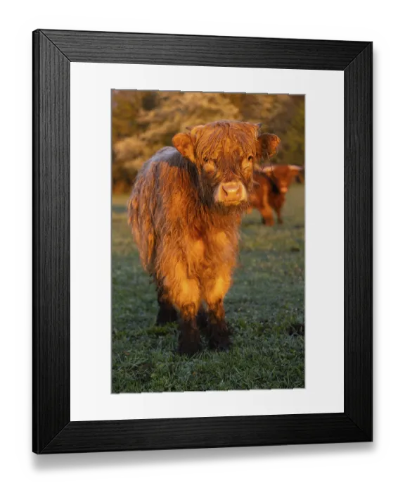 Framed Print : Portrait of a Highland calf (Bos primigenius taurus) in the first light of the day
