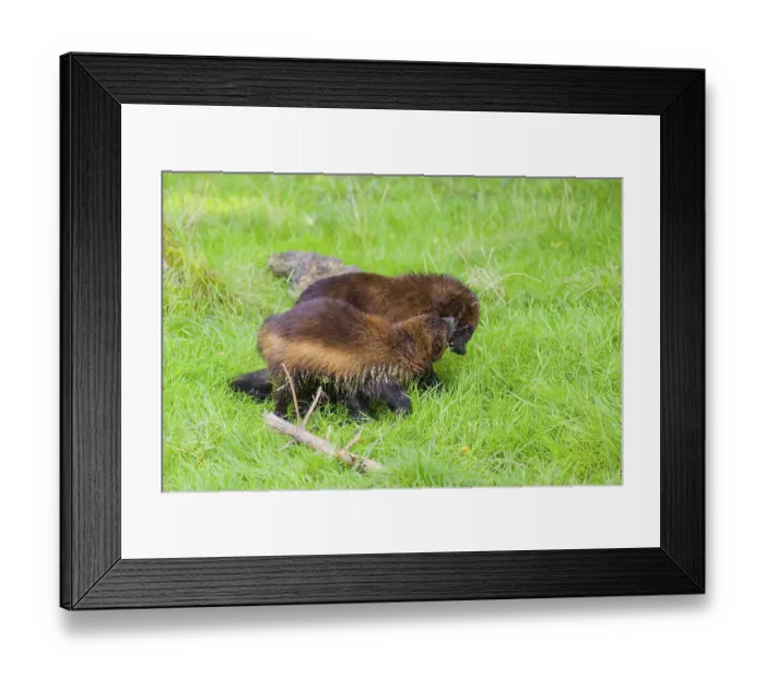 Framed Print : Two wolverine (Gulo gulo) play with each other on a green meadow Framed Print : Two wolverine (Gulo gulo) play with each other on a green meadow