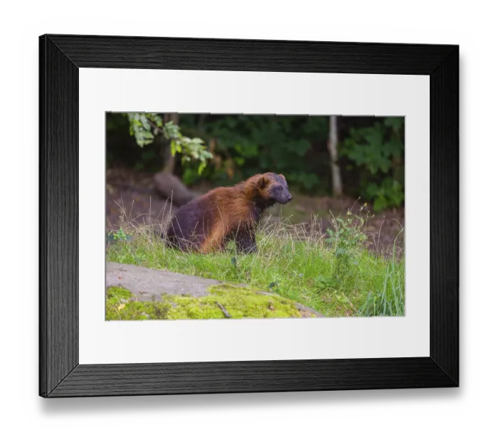 Framed Print : A wolverine (Gulo gulo) sits on a green meadow at a forest edge