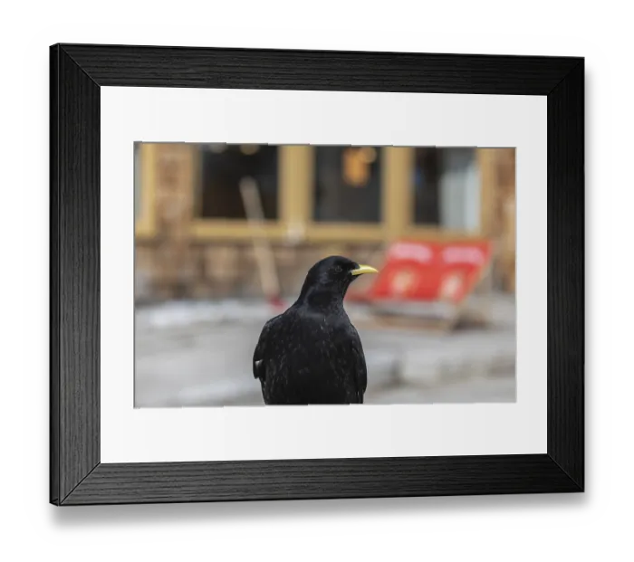 Framed Print : Portrait of an Alpine chough or yellow-billed chough (Pyrrhocorax graculus)