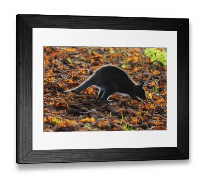 Framed Print : Red-necked wallaby or Bennett's wallaby (Macropus rufogriseus) Framed Print : Red-necked wallaby or Bennett's wallaby (Macropus rufogriseus)