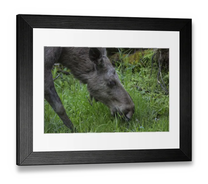 Framed Print : Moose (Alces alces) cow feeding on grass