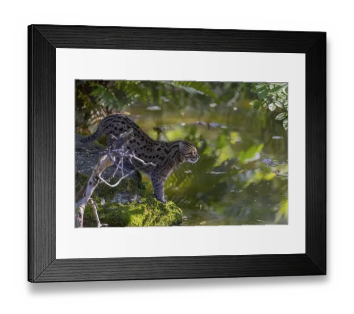 Framed Print : One fishing cat (Prionailurus viverrinus) standing ashore a little river looking for food