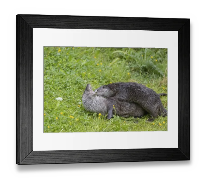 Framed Print : Two Eurasian otter (Lutra lutra)
