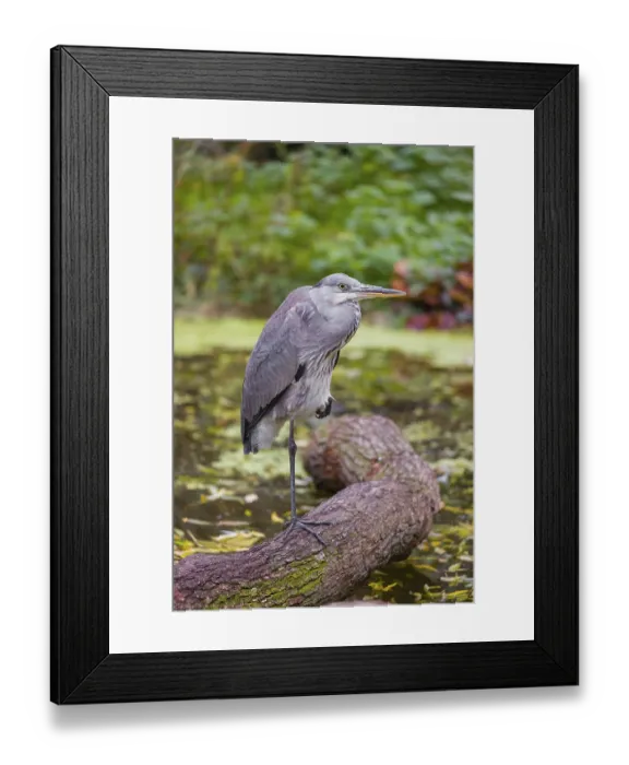 Framed Print : A Grey Heron, Ardea cinerea, stands on a log lying in a pond Framed Print : A Grey Heron, Ardea cinerea, stands on a log lying in a pond