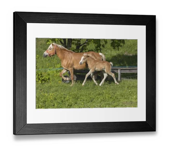 Framed Print : Haflinger horse, mare with foal running over a green meadow