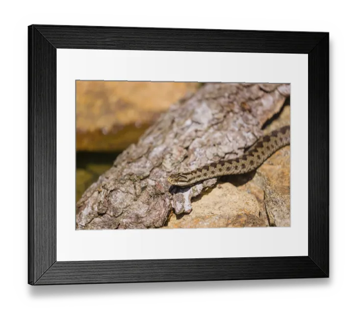 Framed Print : One Vipera berus, the common European adder or common European viper Framed Print : One Vipera berus, the common European adder or common European viper