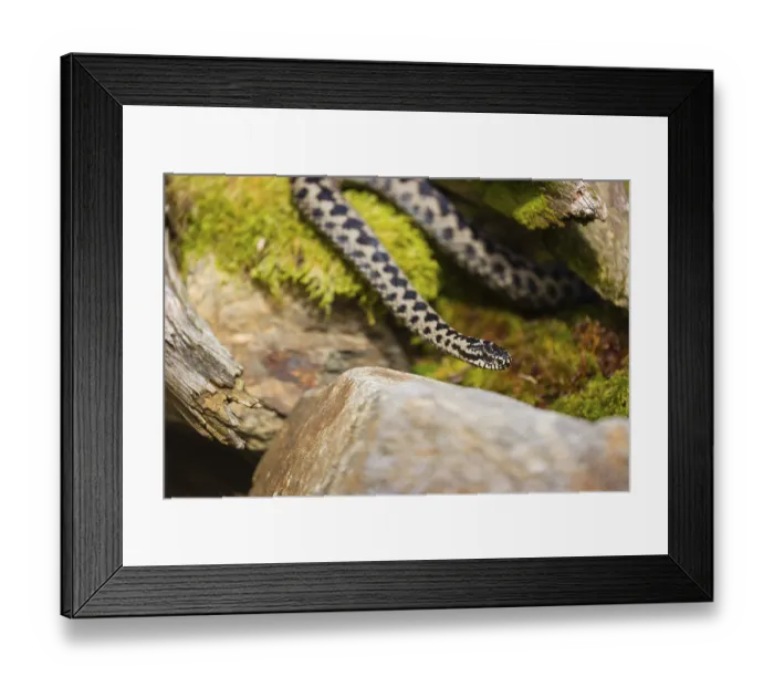 Framed Print : One Vipera berus, the common European adder or common European viper