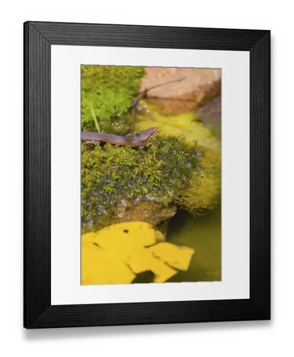 Framed Print : One Vipera berus, the common European adder or common European viper Framed Print : One Vipera berus, the common European adder or common European viper