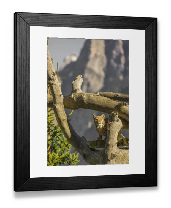 Framed Print : One Eurasian lynx, (Lynx lynx) Framed Print : One Eurasian lynx, (Lynx lynx)