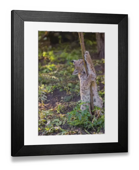 Framed Print : One young Eurasian lynx, (Lynx lynx)