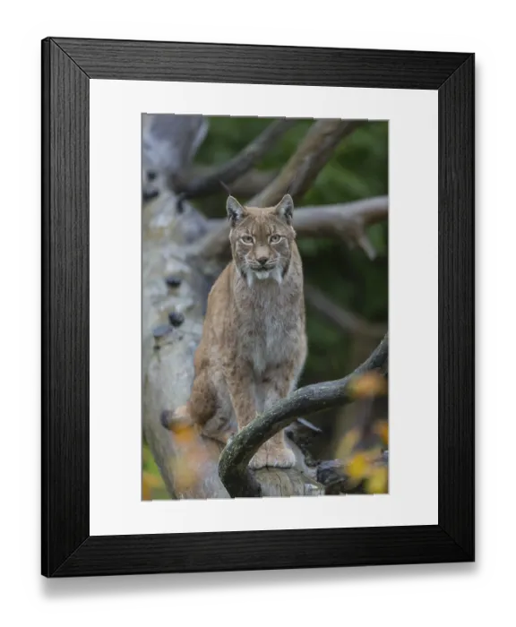 Framed Print : One Eurasian lynx, (Lynx lynx) Framed Print : One Eurasian lynx, (Lynx lynx)