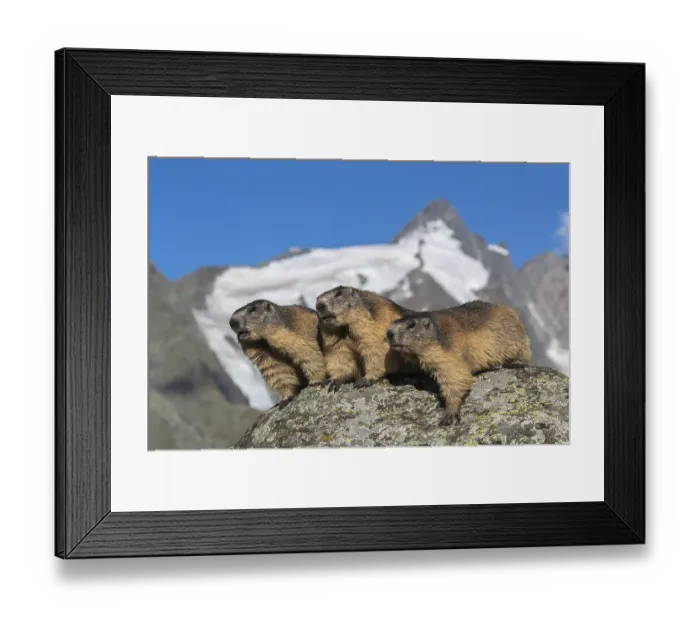 Framed Print : Group of Alpine Marmots, Marmota marmota Framed Print : Group of Alpine Marmots, Marmota marmota
