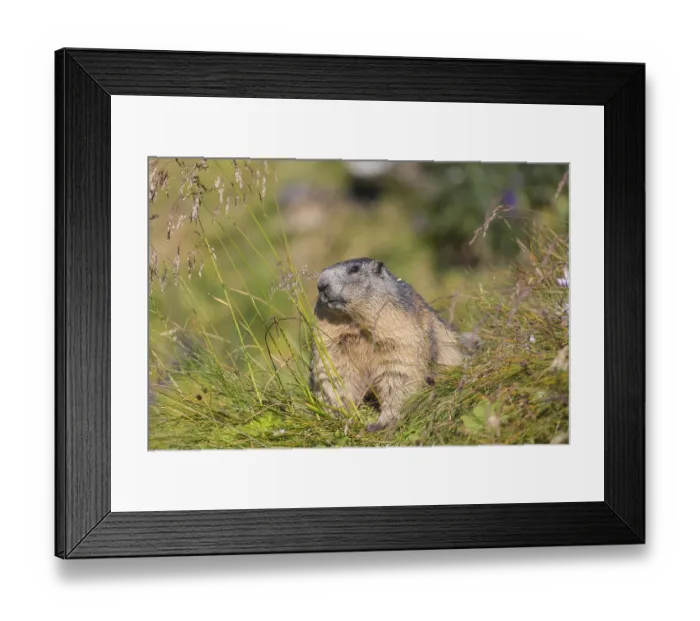 Framed Print : One adult Alpine Marmot, Marmota marmota