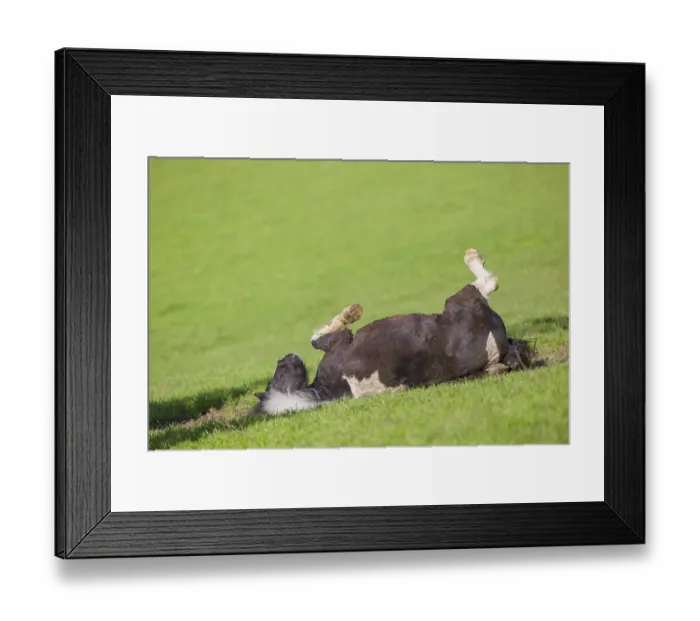 Framed Print : A pony Equus ferus caballus) rolls in the green grass in the paddock