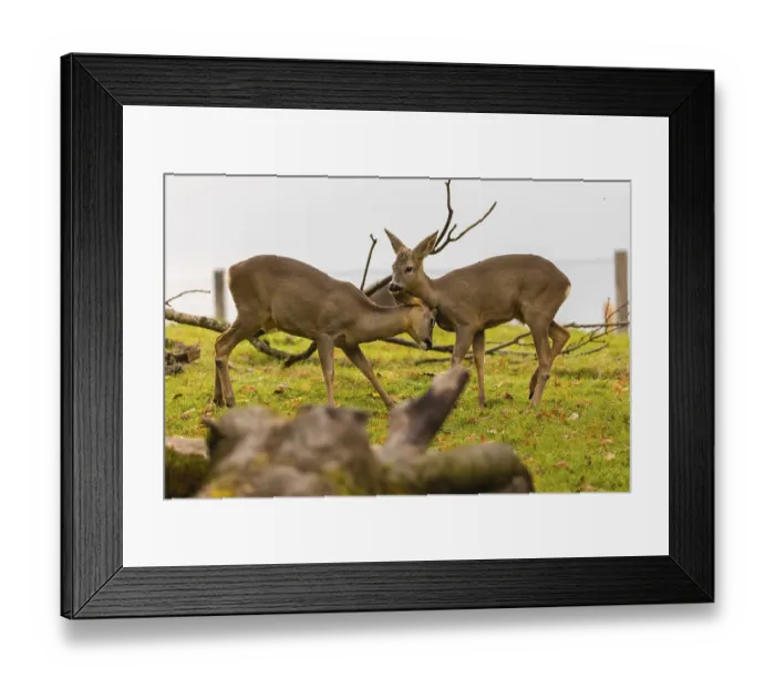 Framed Print : One young Roe Deer buck, (Capreolus capreolus)