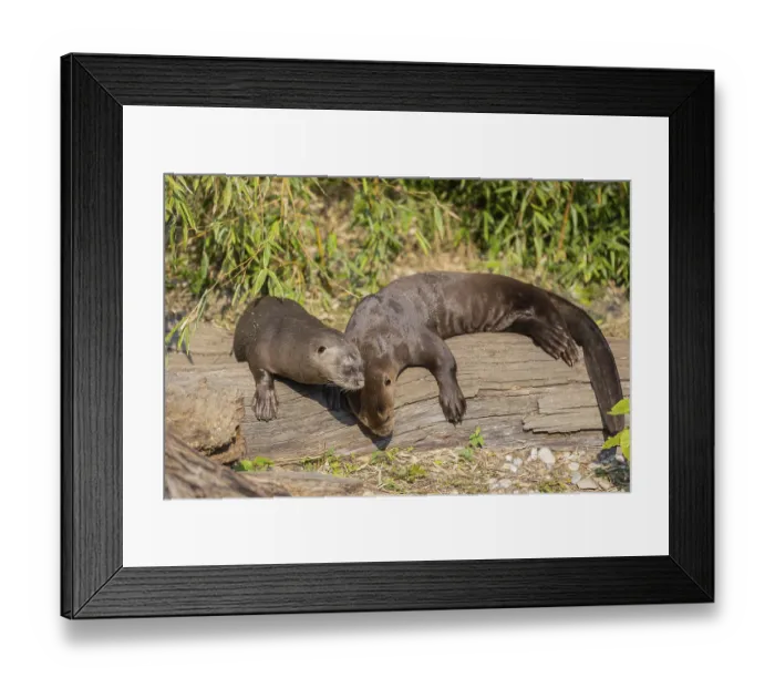 Framed Print : Two giant otter or giant river otter (Pteronura brasiliensis) resting on the river bank