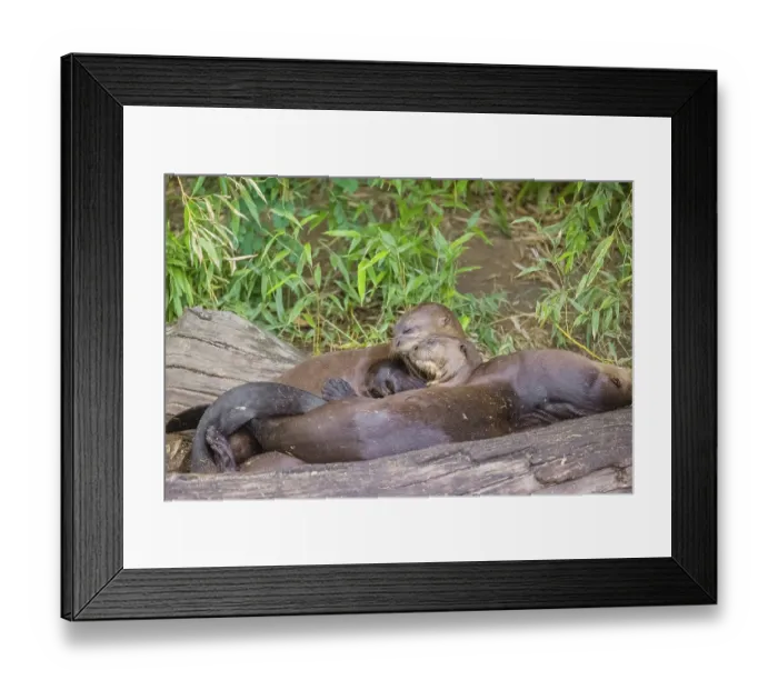 Framed Print : Three giant otter or giant river otter (Pteronura brasiliensis) rest on a rotten log