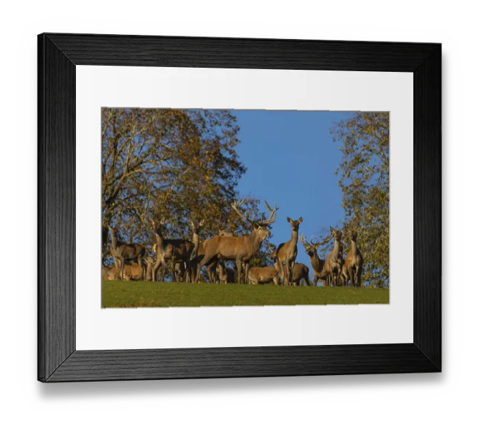 Framed Print : A herd of red deer (Cervus elaphus) standing on a meadow Framed Print : A herd of red deer (Cervus elaphus) standing on a meadow