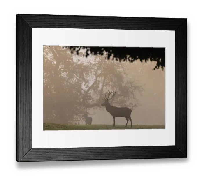 Framed Print : One Red Deer stag (Cervus elaphus)