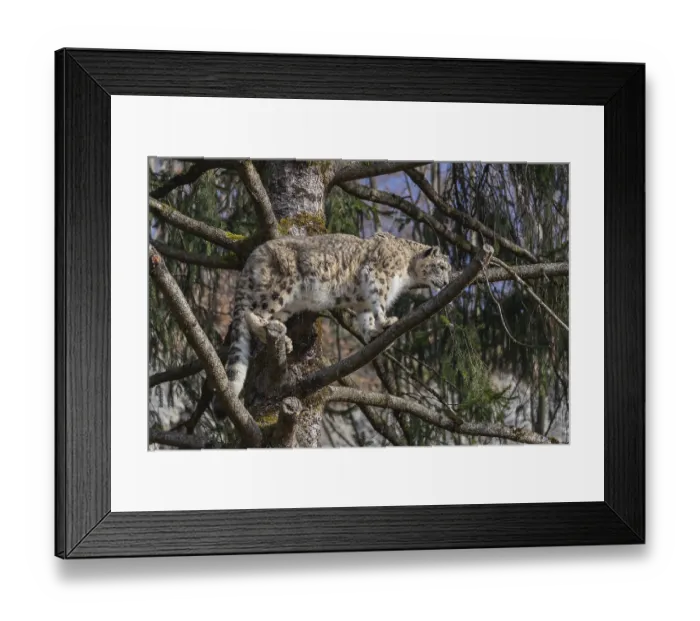 Framed Print : One adult snow leopard (Panthera uncia) standing high up in a tree