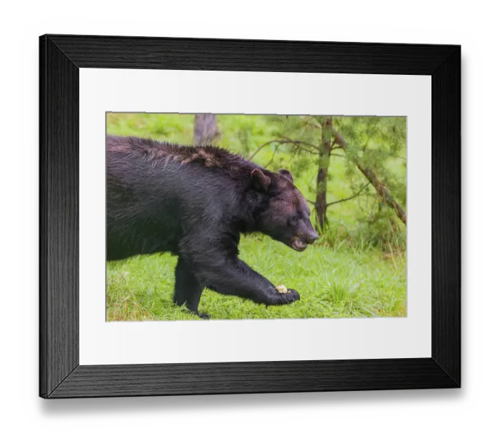 Framed Print : An American black bear (Ursus americanus)