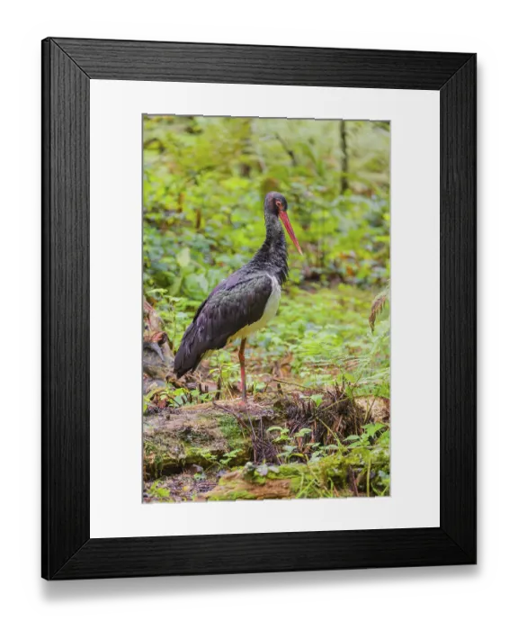 Framed Print : An adult black stork, Ciconia Nigra