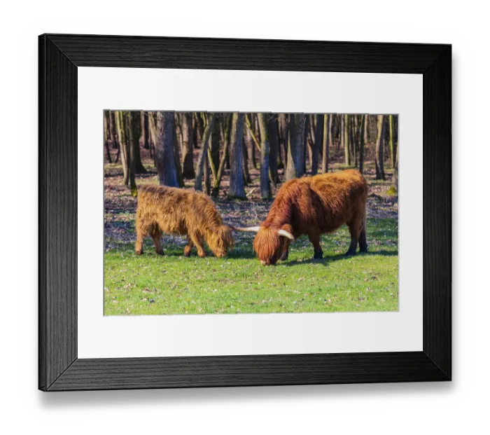 Framed Print : One Highland cow (Bos (primigenius) taurus) and her calf stand grazing on a meadow