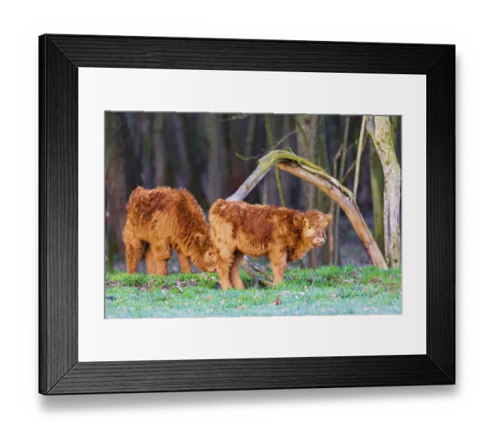 Framed Print : Two Highland calves (Bos (primigenius) taurus) stand at a forest edge