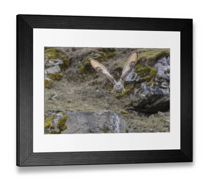 Framed Print : One Siberian Eagle Owl (Bubo bubo sibiricus) flying over mossy rocks with rocks and grass in the background