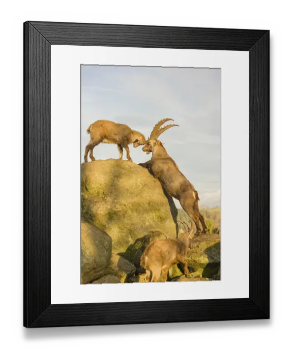 Framed Print : Two ibex (Capra ibex), a male and a female Framed Print : Two ibex (Capra ibex), a male and a female