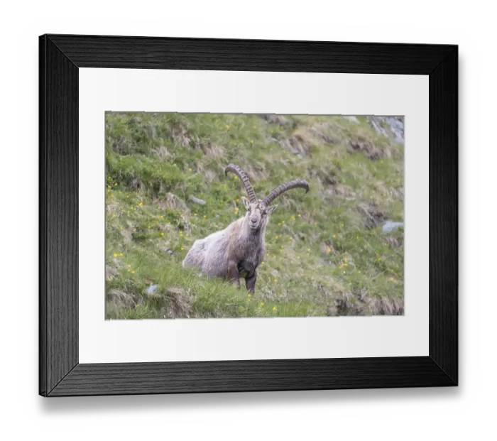 Framed Print : One adult ibex (Capra ibex) sitting on a steep meadow