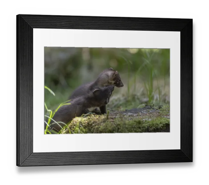 Framed Print : Two beech marten (Martes foina) Framed Print : Two beech marten (Martes foina)