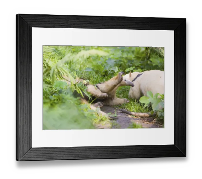 Framed Print : One southern tamandua (Tamandua tetradactyla)