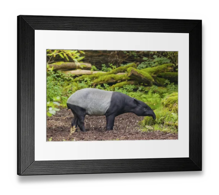 Framed Print : A Malayan tapir (Acrocodia indica) stands in a small clearing looking for food