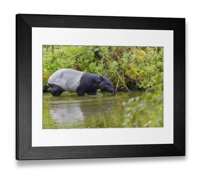 Framed Print : A Malayan tapir (Acrocodia indica) walks through the shallow waters of a river