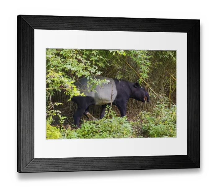 Framed Print : A Malayan tapir (Acrocodia indica) stands in the dense riparian vegetation of a river Framed Print : A Malayan tapir (Acrocodia indica) stands in the dense riparian vegetation of a river