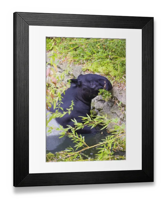 Framed Print : A Malayan tapir (Acrocodia indica) swims in a river and eats from the dense riparian vegetation