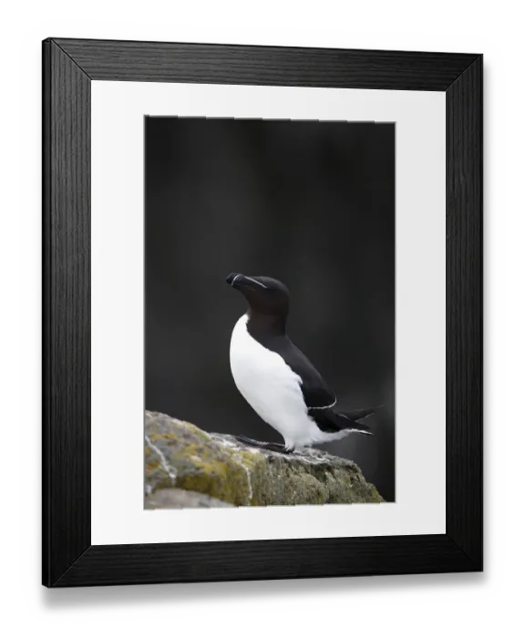 Framed Print : One Razorbill (Alca torda) standing on a coastal cliff in Latrabjarg