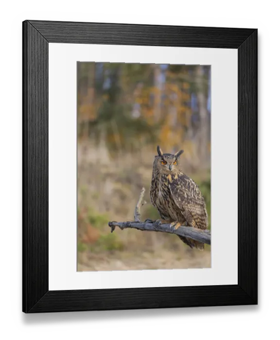 Framed Print : One Eurasian Eagle Owl, Bubo bubo Framed Print : One Eurasian Eagle Owl, Bubo bubo