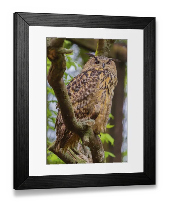 Framed Print : Portrait of an Eurasian Eagle Owl